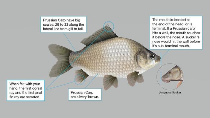 Prussian Carp (Highly Invasive)